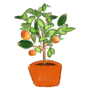 citrus tree