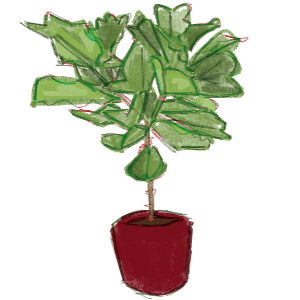 fiddle leaf fig