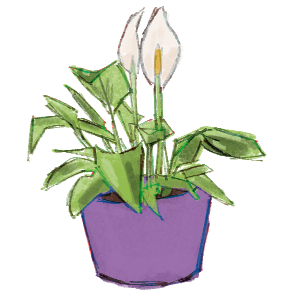 peace lily