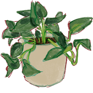 pothos plant