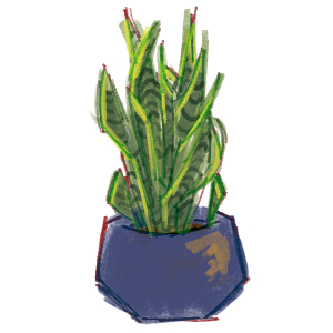 snake plant