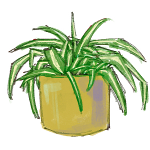 spider plant